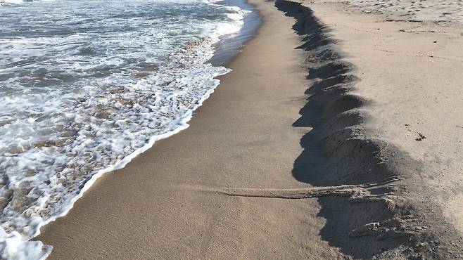 동해안 해변에 퍼지는 ‘톱니바퀴 자국’… 전문가 “매우 이례적”