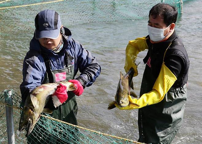 [내일은 못볼지도] 바닷물 온도 오르자 귀해진 태화강 회귀 연어