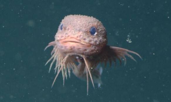 두꺼비 알 대신 새끼가 뿅…‘올챙이 건너뛰고’ 태어나는 신종 발견