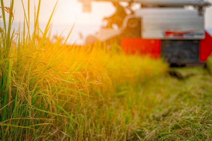 벼 모내기 매년 안해도 될까…中 연구진, ‘여러해살이’ 개발
