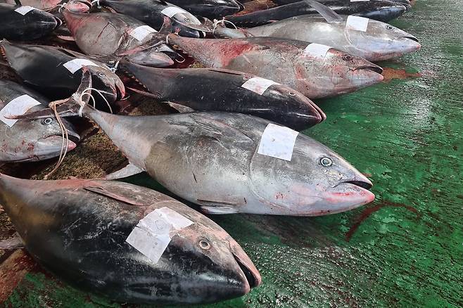 “한 마리에 1000만원인데” 이걸 다 버린다니 ‘충격’…많이 잡으면 손해, 대체 왜? [지구, 뭐래?]