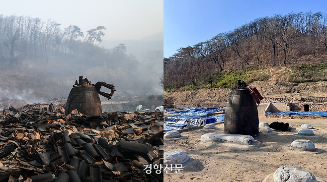 불탄 숲 방치한 지 1년…예상치 못한 일이 일어났다[점선면]